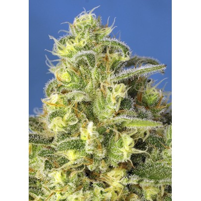 Sweet Amnesia Haze Xl Auto® 3 + 1 Semillas Feminizadas Autoflorecientes