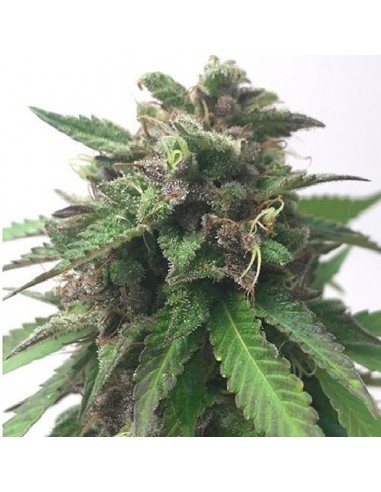 Cómo germinar semillas de marihuana - Mr. Hide Seeds®